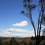 Scenic NZ Countryside