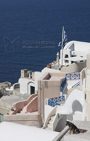 A Dog's Life - Santorini Greece