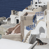 A Dog's life - Santorini