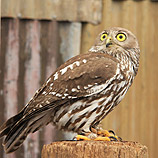 Barking Owl