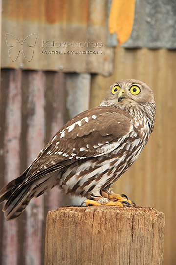 Barking Owl