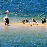 Birds Sandbar