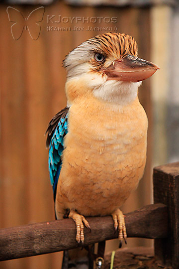 Blue-winged Kookaburra