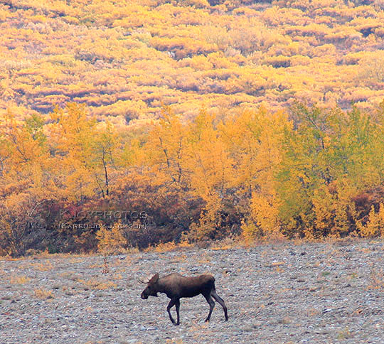 Bull Moose in Denali