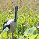 Curious Jabiru