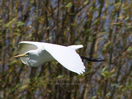 Determined Egret