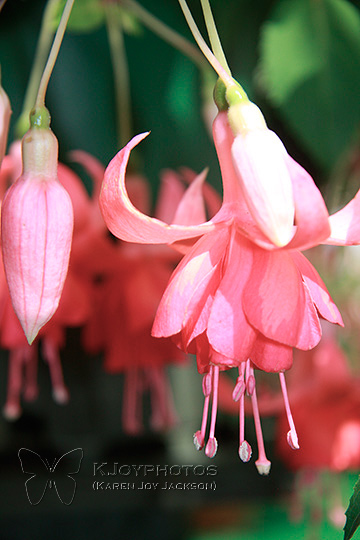 Fabulous Fuschia