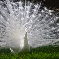 click for the Animals Gallery