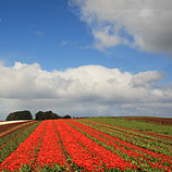 Flower Fields