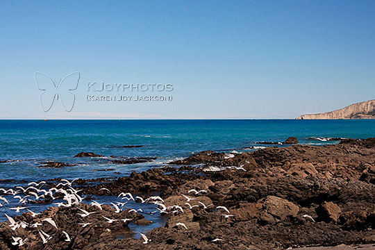 Kaikoura Seabirds