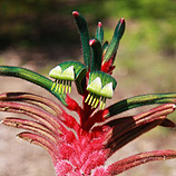 Kangaroo Paw