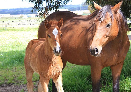 Mare and Foal