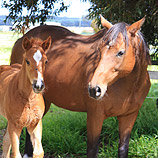 Mare and Foal