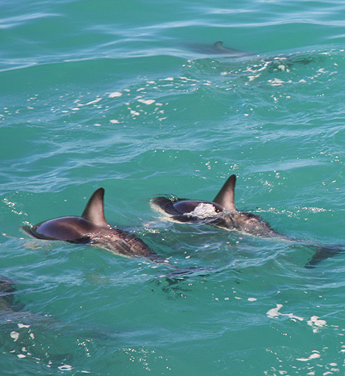 Dolphin Duo - Kaikoura NZ