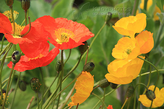 Pleasant Poppies