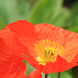 Pleasant Poppies