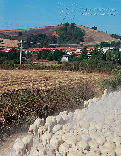 Sheep in Tuscany