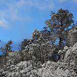 Snow at Cradle Mountain