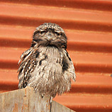 Tawny Frogmouth