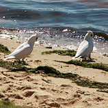Three Cockatoos