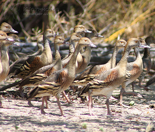 Whistling Ducks