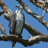 White-bellied Sea Eagle