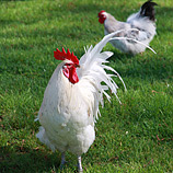 White Rooster