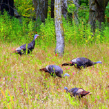 Wild Turkeys