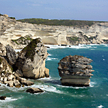 Towering Redwoods - California
