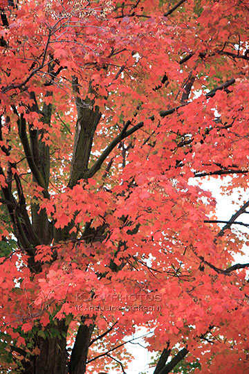 Crimson Delight - Orillia, Canada