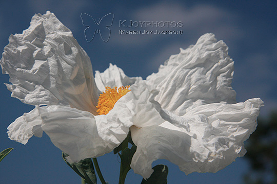 Crowning Glory - Matilija Poppy