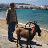 Unusual Sight - Mykonos man walking his goat
