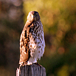 Cooper's Hawk