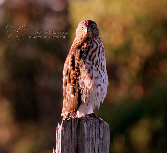 Cooper's Hawk