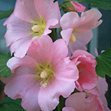Astounding Hollyhocks
