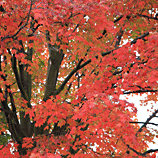 Crimson Delight - Orillia, Canada