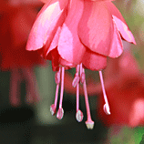 Fabulous Fuschia