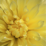Dazzling Dahlia