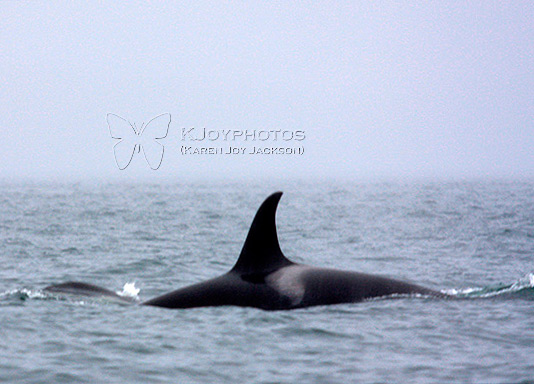 Cruising Orca