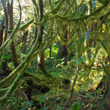 Enchanted Forest