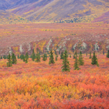 Gorgeous Palette