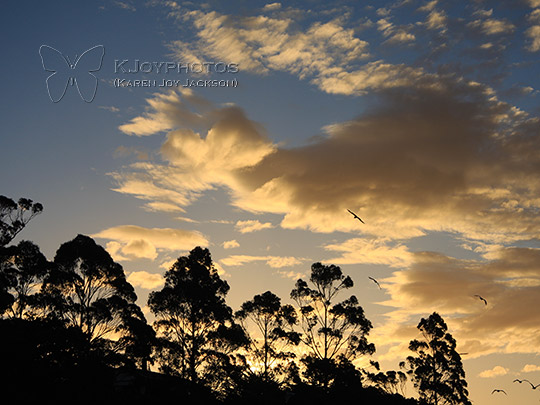 Silhouetted Trees