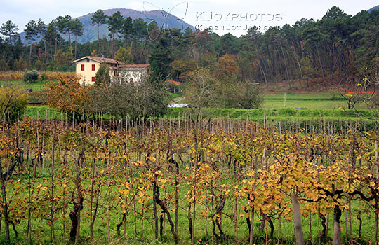Lucca Landscape