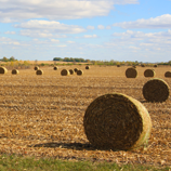 Rolled Bales of Hay