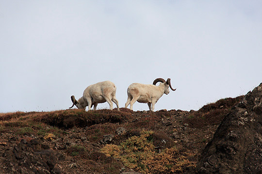 Sheep Bookends
