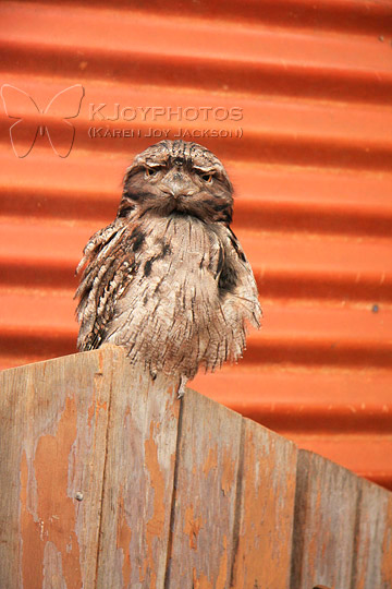 Tawny Frogmouth