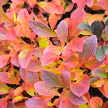 Textured Leaves