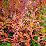 Vibrant Colors