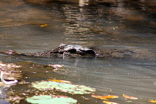 What a Croc