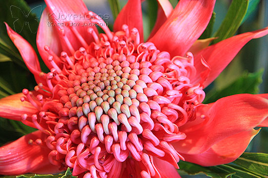 Wondrous Blossom